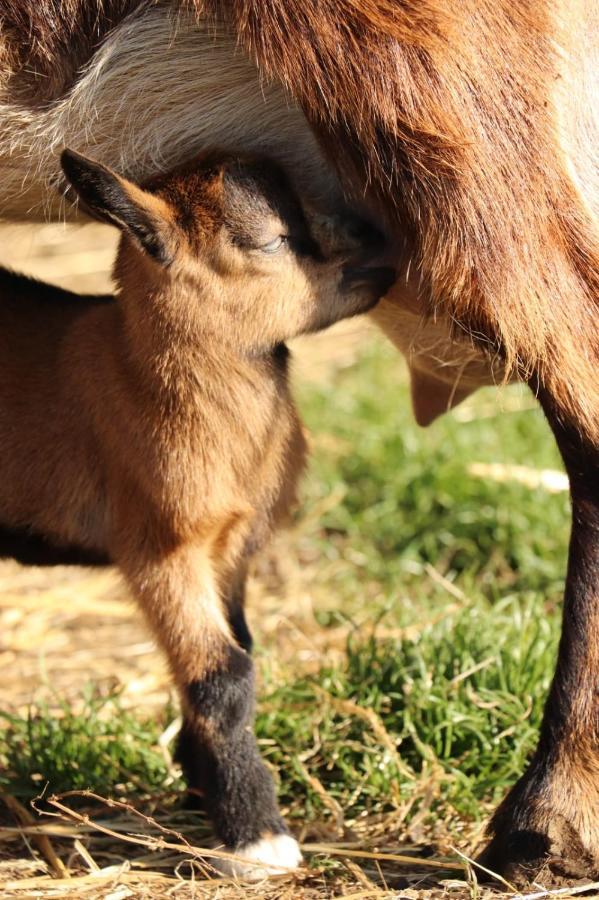 Gite A La Ferme En Pleine Nature المظهر الخارجي الصورة